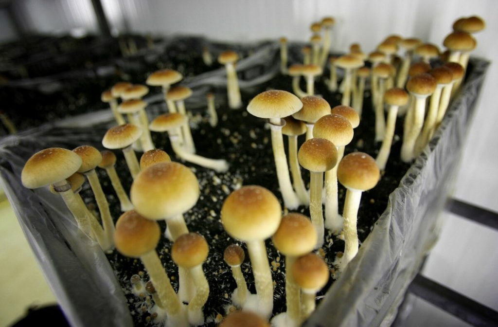 How Psychedelics Magic Truffles & Mushrooms can Provide Benefits?