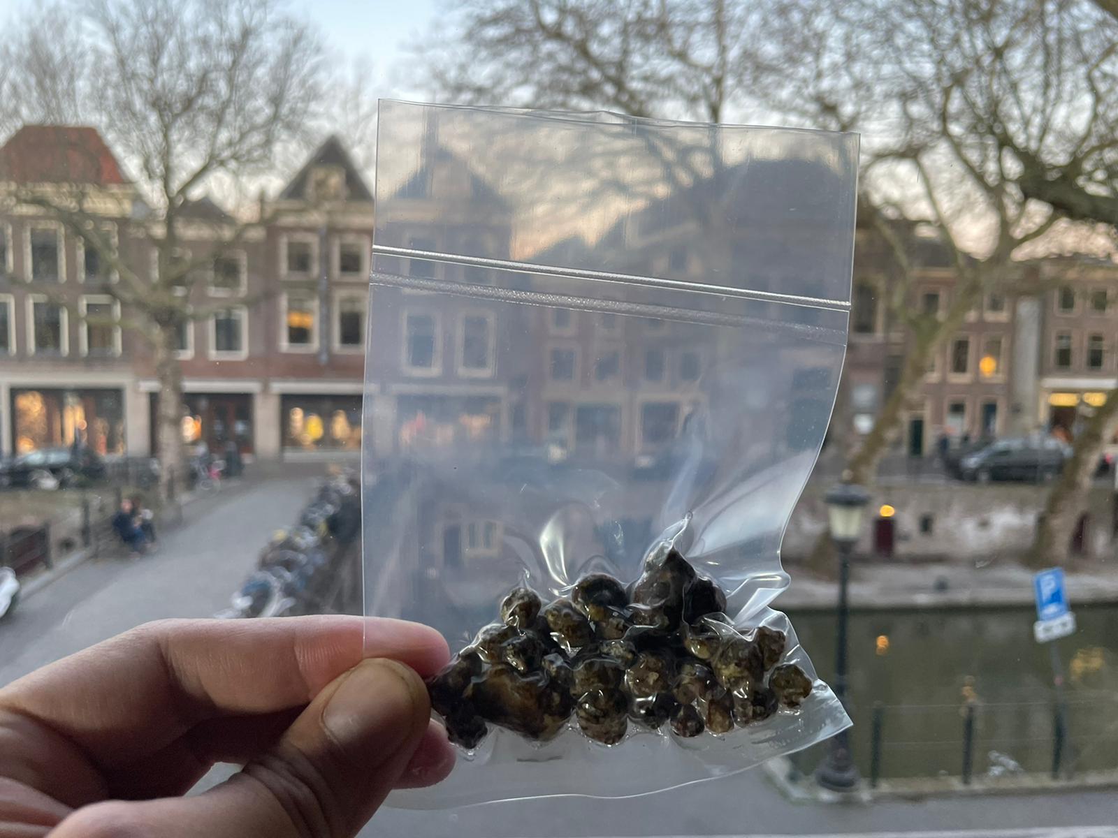Exploring the Story Behind Magic Truffles in the Netherlands