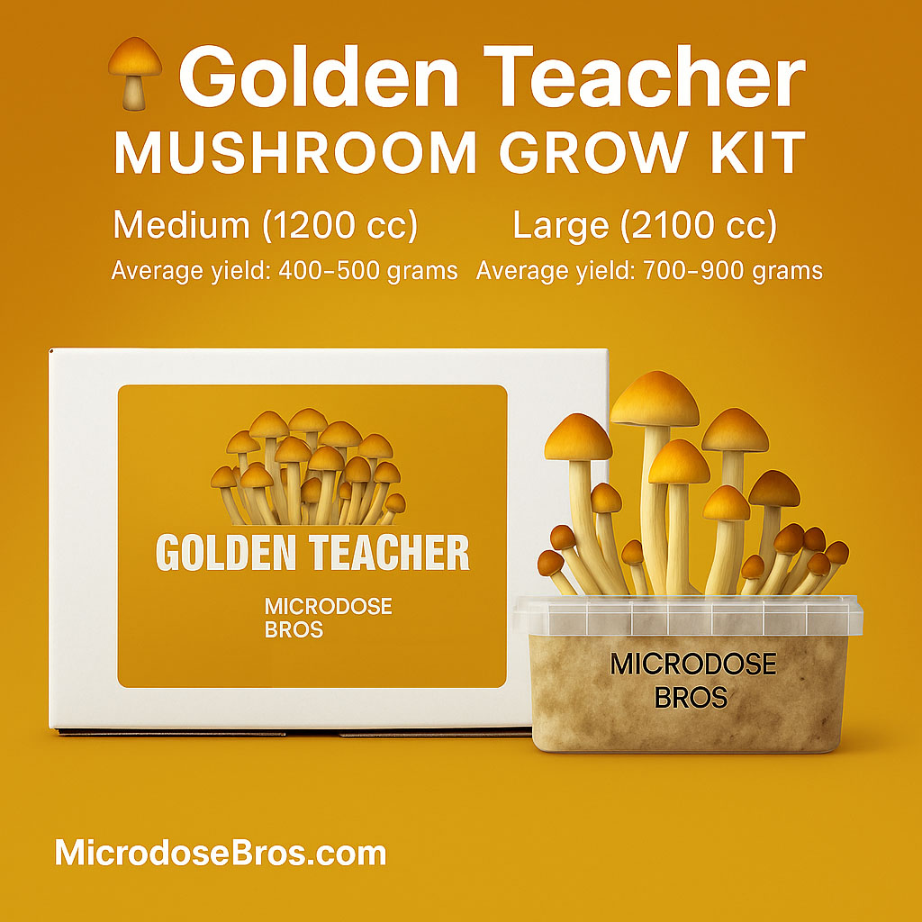 Golden Teacher Mushroom Grow Kit by Microdose Bros – Psilocybe Cubensis, Medium 1200cc and Large 2100cc with average yield 400–900 grams