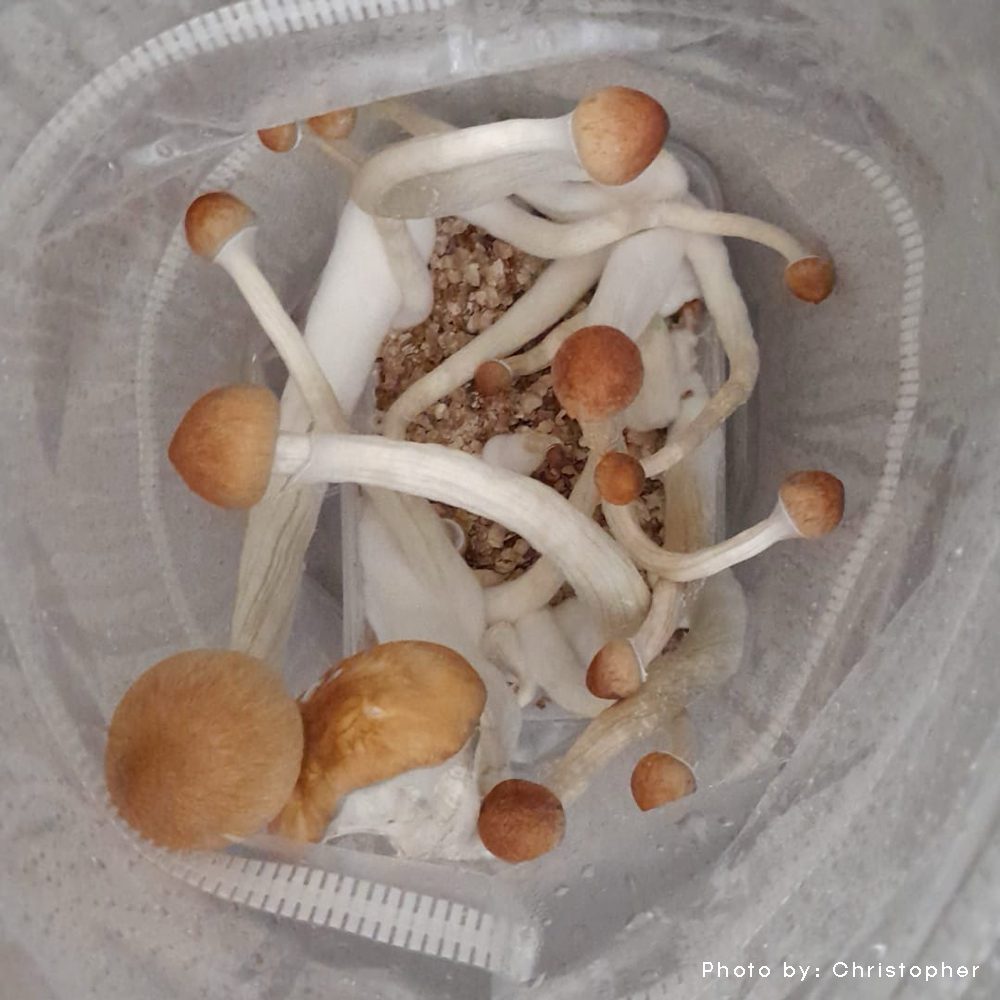 golden teacher magic mushrooms growing inside 1200cc microdose bros grow kit bag top view with golden caps and white stems