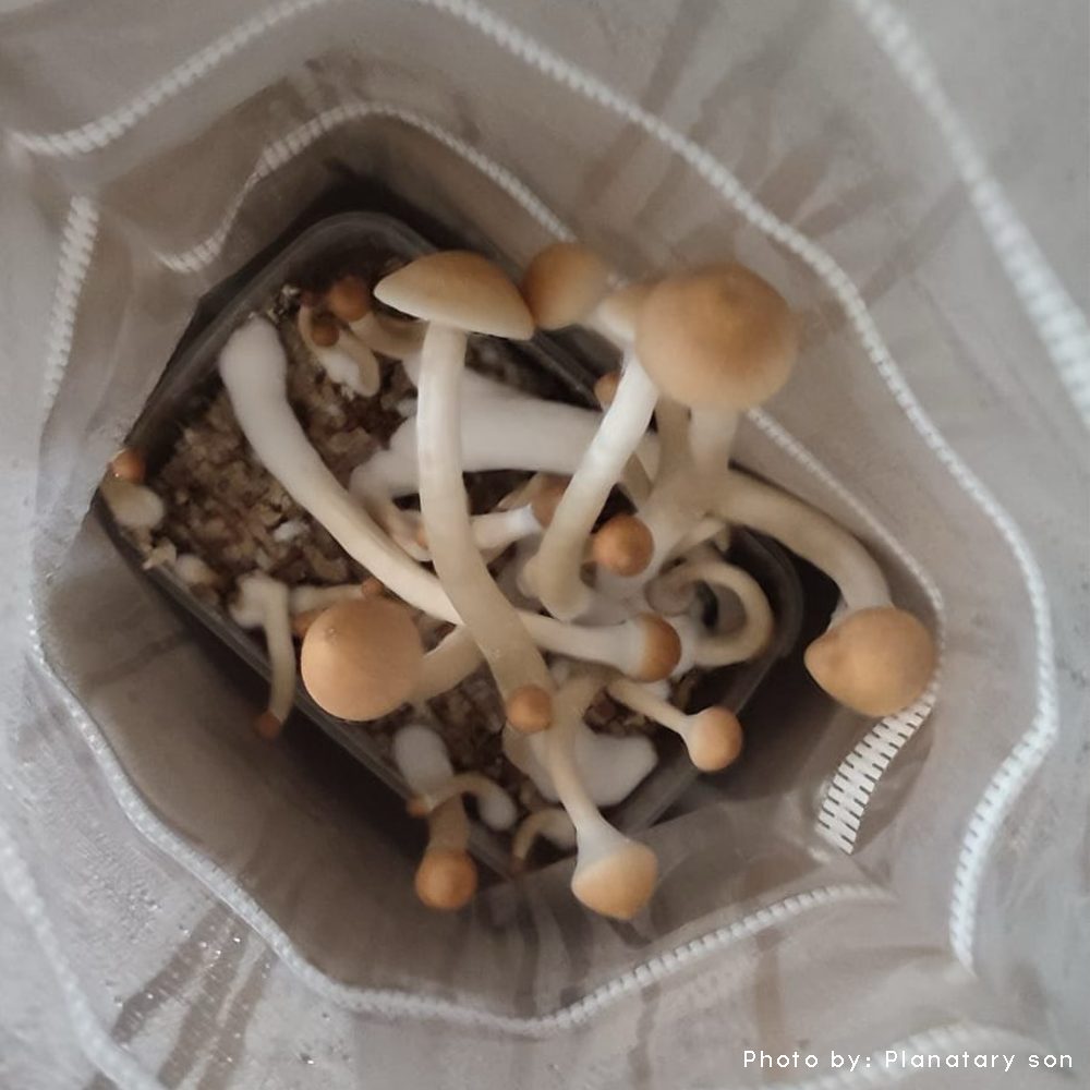 golden teacher magic mushrooms growing vertically inside 1200cc microdose bros grow kit bag with golden caps and white stems