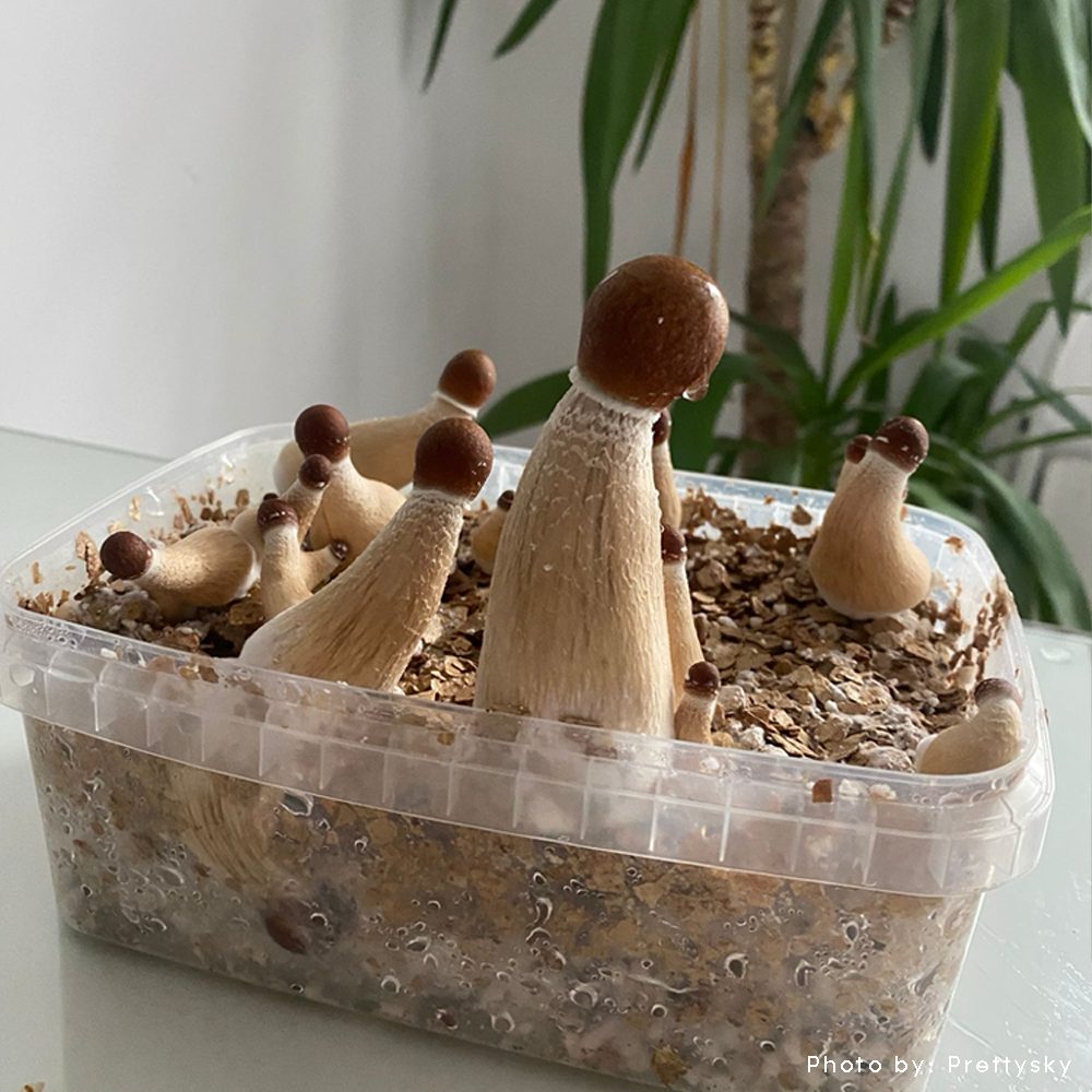 golden teacher magic mushrooms growing outside 1200cc microdose bros grow kit with thick stems and golden caps