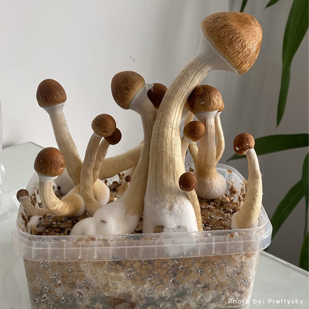 golden teacher magic mushrooms growing in 1200cc microdose bros grow kit with tall stems and golden caps during full flush