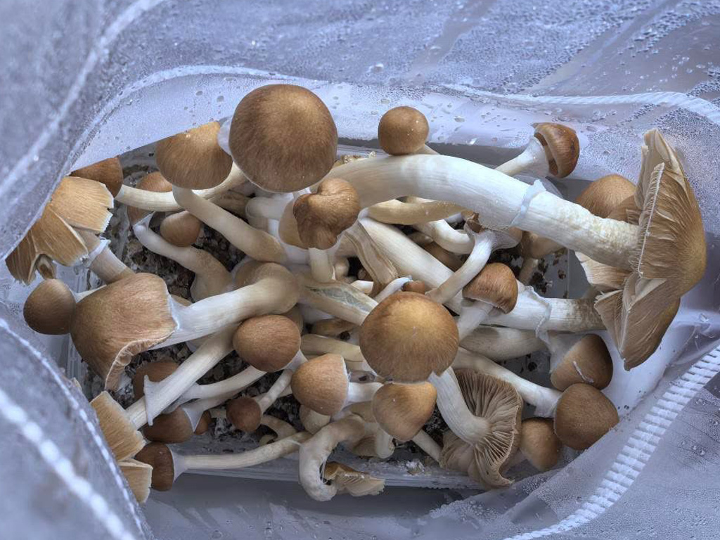 Close-up of McKennaii Magic Mushroom Grow Kit showing healthy mushroom flush and rich mycelium.