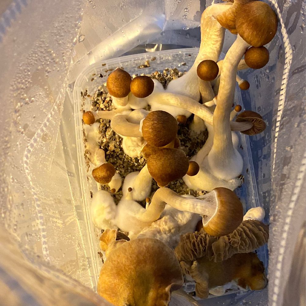 McKennaii Magic Mushroom Grow Kit 1200cc producing mature Psilocybe cubensis mushrooms ready for harvest
