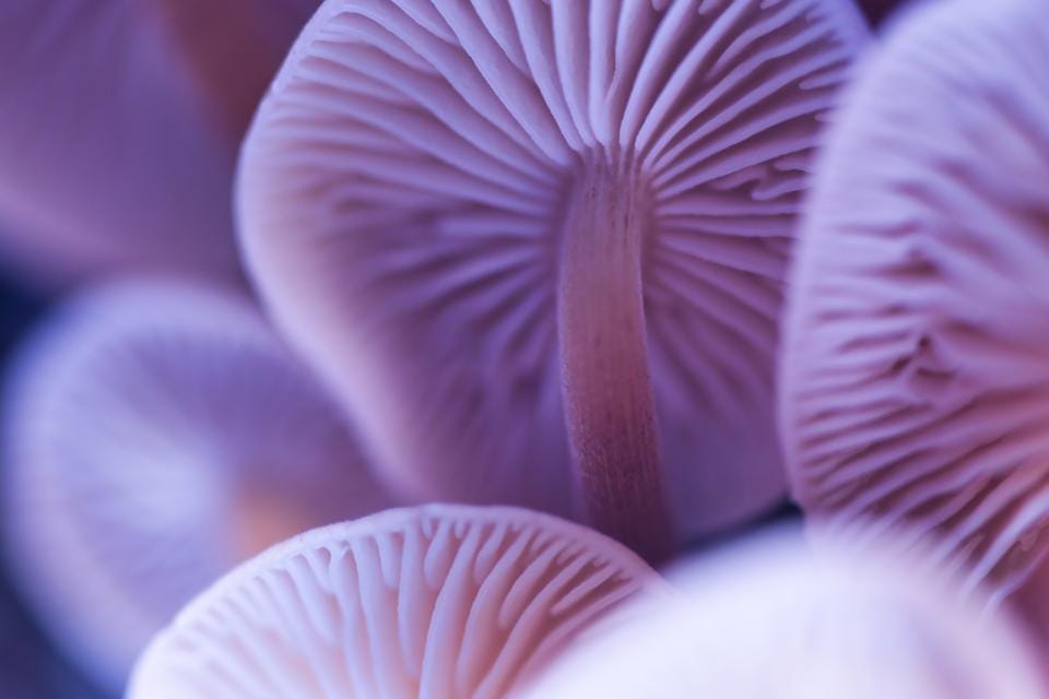 magic mushrooms