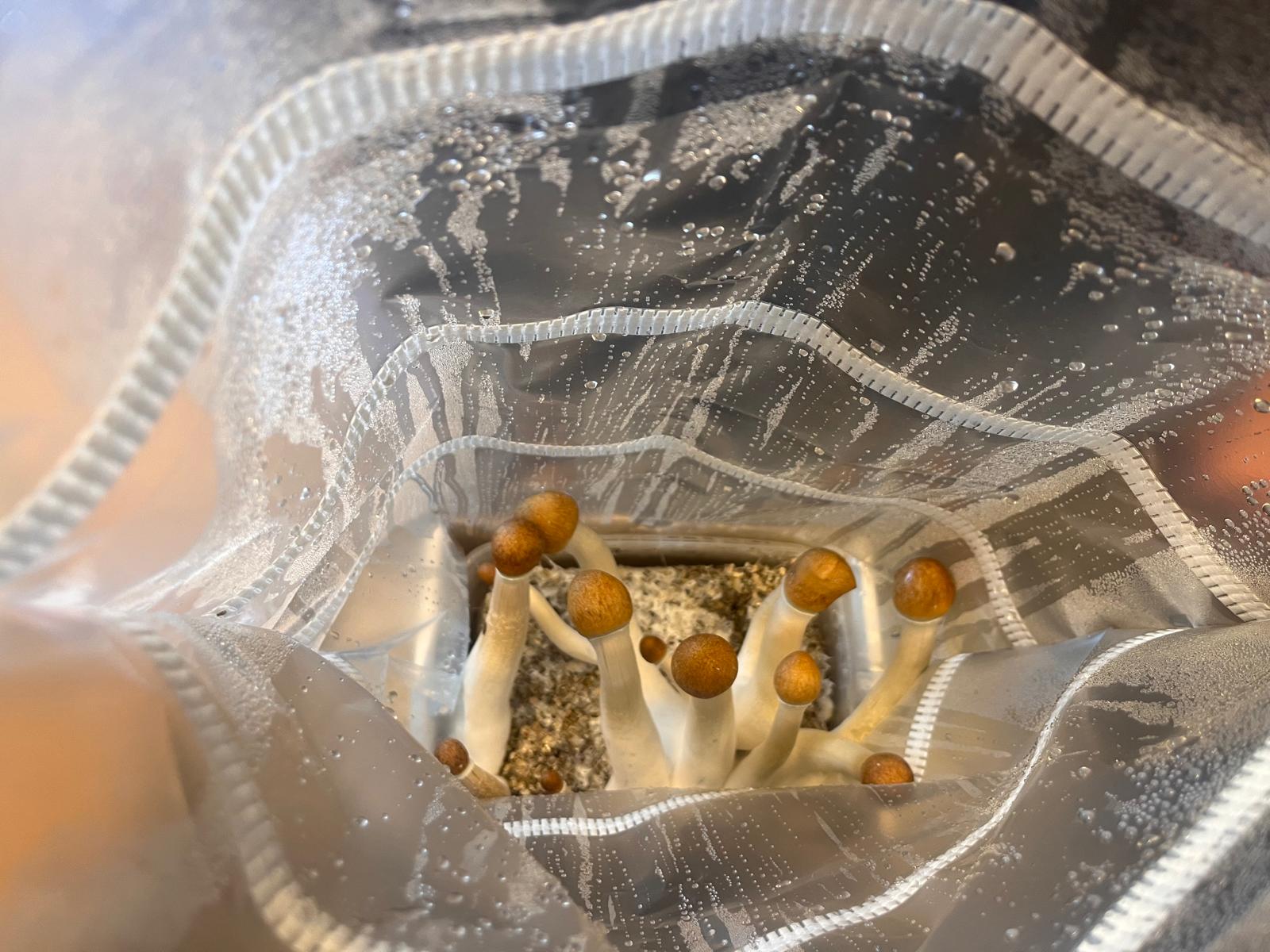 Premium Mexicana grow kit 1200cc by Microdose Bros showing healthy Psilocybe cubensis mushroom growth