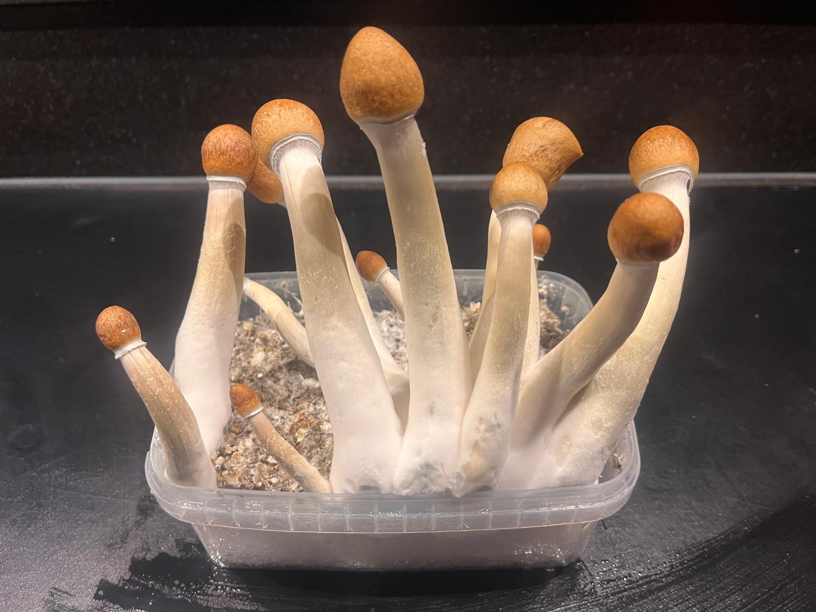 premium-mexicana-grow-kit-1200cc-full-flush