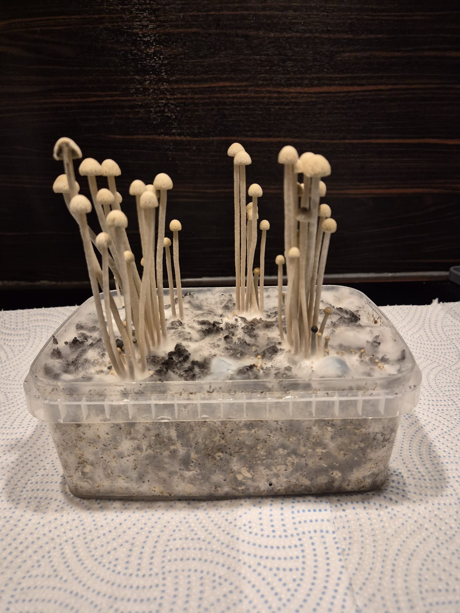 Hawaiian Copelandia Magic Mushroom Grow Kit from Microdose Bros showing healthy mushroom growth in a clear cultivation box.
