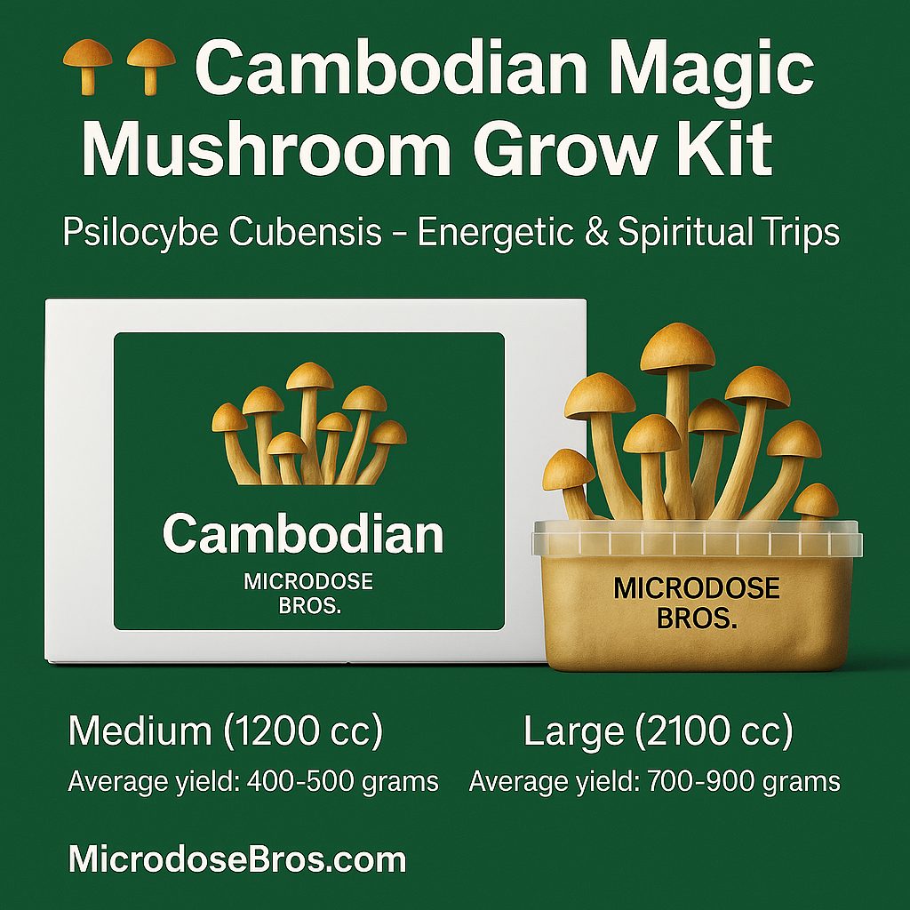 Cambodian Magic Mushroom Grow Kit – Psilocybe Cubensis strain by Microdose Bros