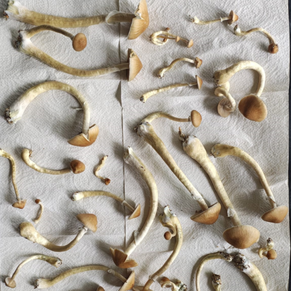 Cambodian mushroom grow kit with visible substrate ready for colonization