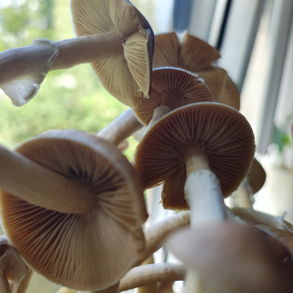 Cambodian grow kit showing white mycelium growth across the surface