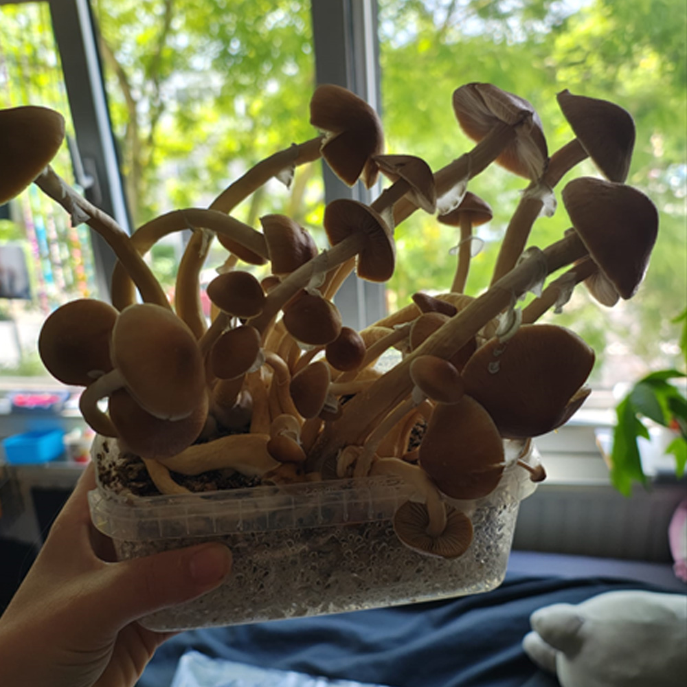 Colombian Magic Mushroom Grow Kit sealed in packaging