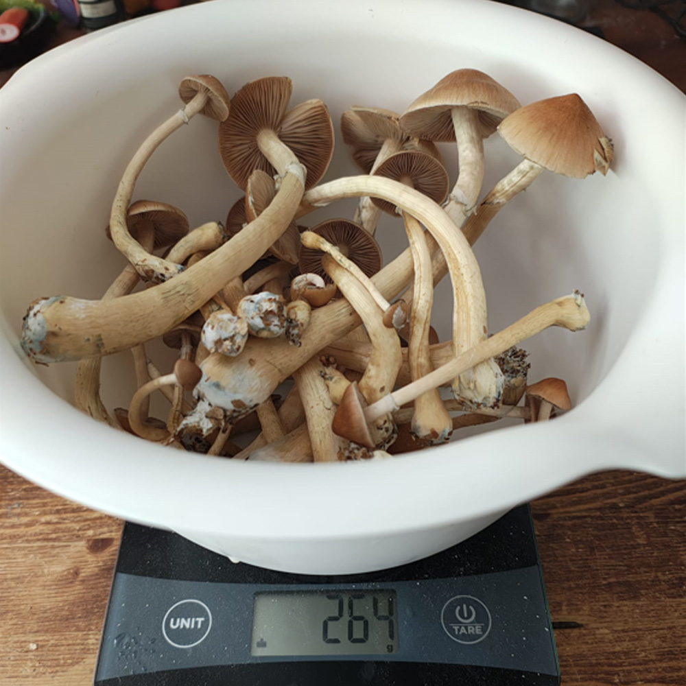 Colombian magic mushrooms fruiting in the Microdose Bros grow kit