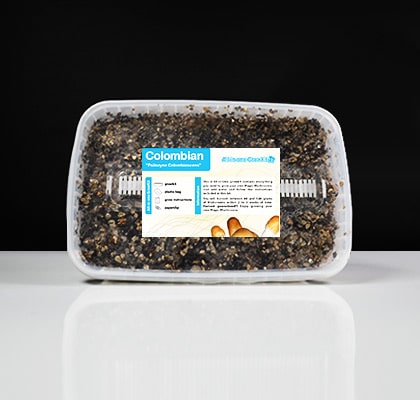 Cogumelos Colombian-Mushrooms-Growkit-1200cc-All-in-One