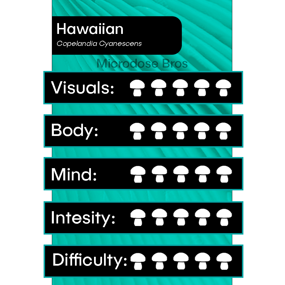 Hawaiian Magic Mushroom Grow Kit chart showing visuals, body, mind, intensity, and difficulty ratings – Copelandia Cyanescens strain by Microdose Bros.