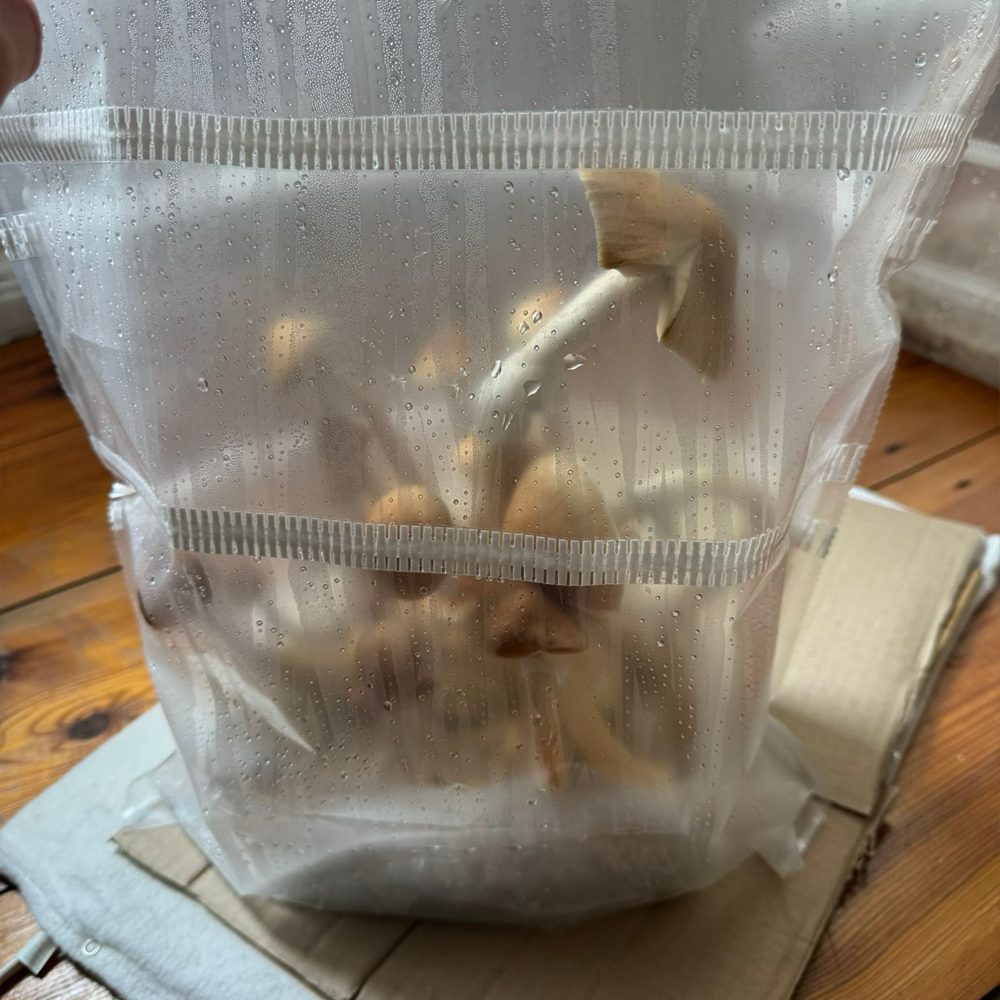 thai psilocybe cubensis mushrooms growing inside a 1200cc grow kit bag from microdose bros