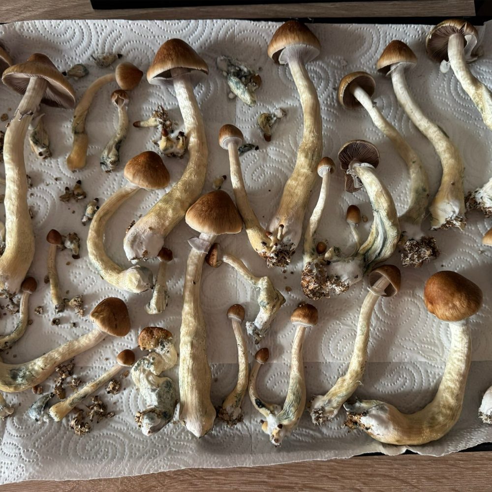 freshly harvested thai psilocybe cubensis mushrooms from a 1200cc microdose bros grow kit drying on paper towel