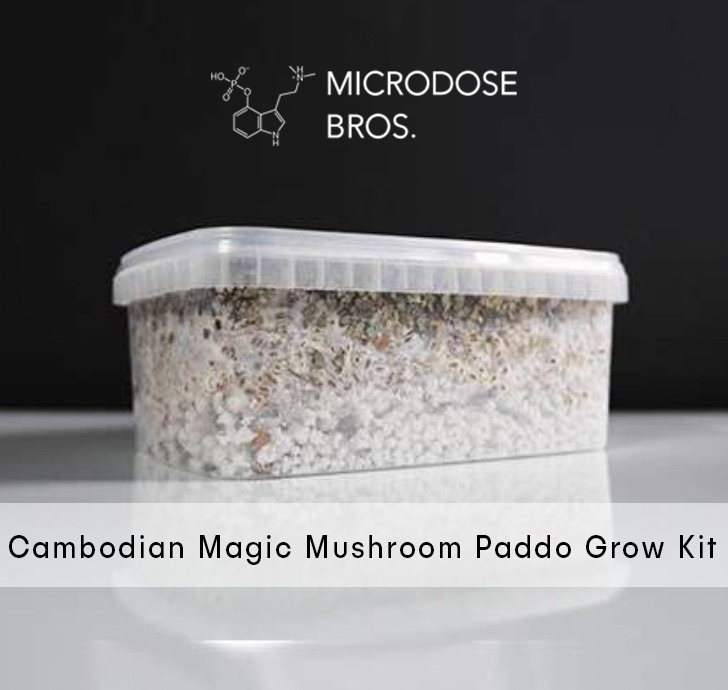 Kopen Cambodjaanse Magic Paddestoel Paddo Kweekset