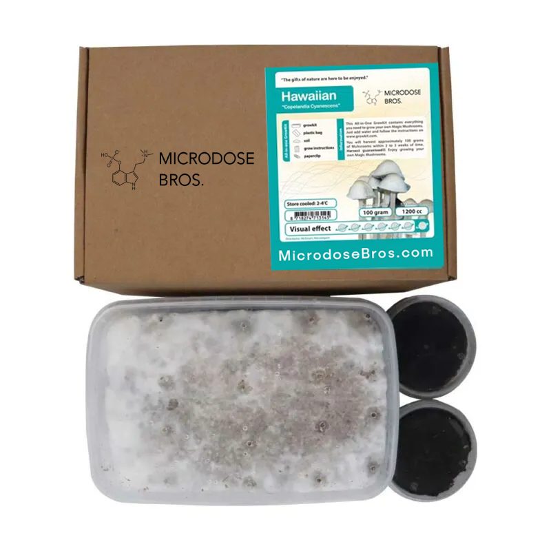 Hawaiian Copelandia Magic Mushroom Grow Kit