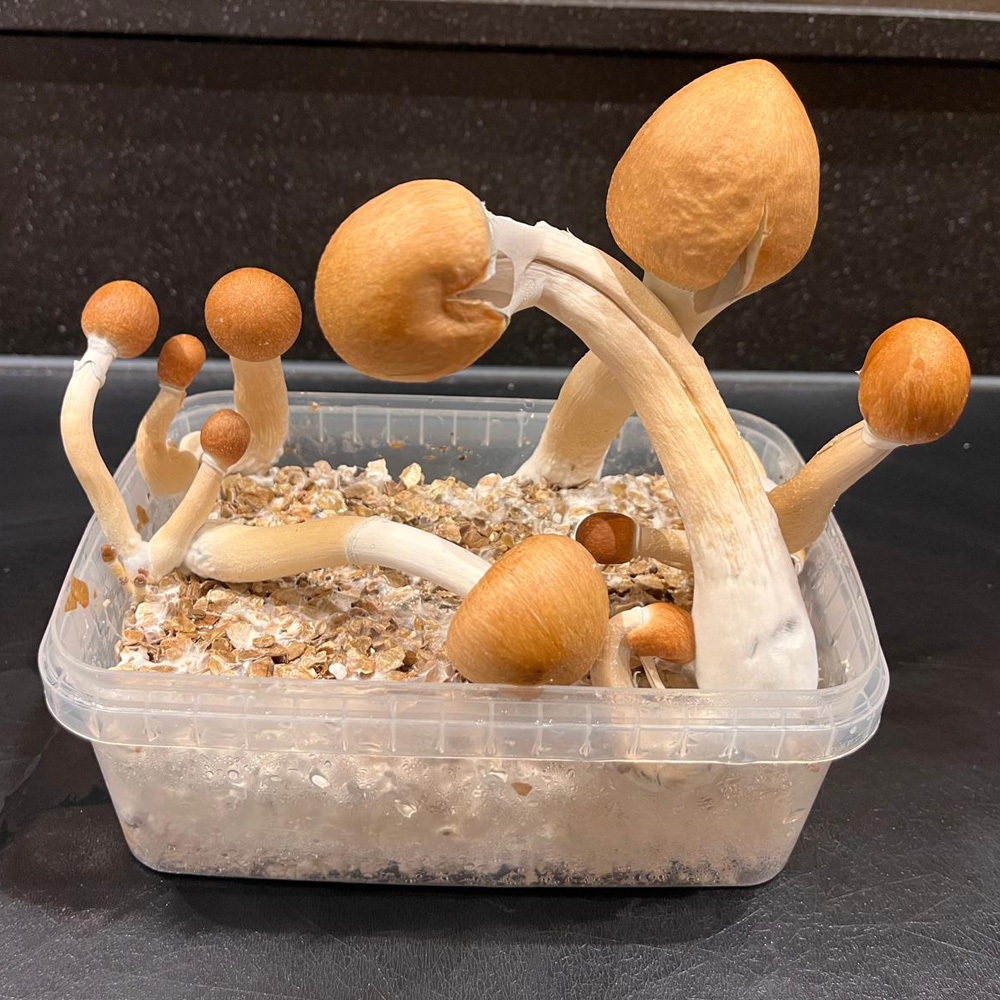 Ecuadorian mushroom grow kit 1200 cc by Microdose Bros with mature mushrooms