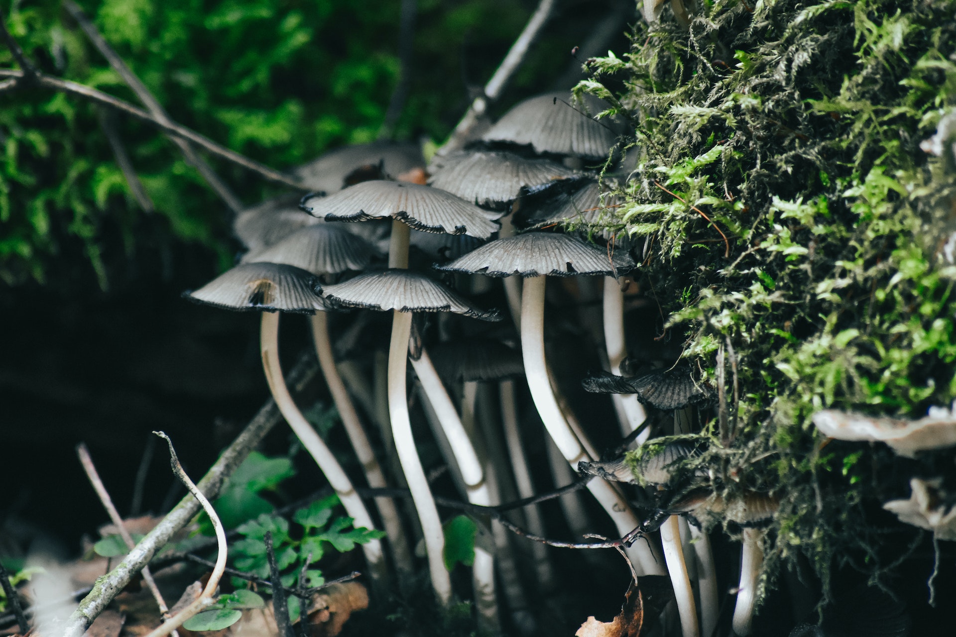Functional Mushrooms for Calming the Mind and Body