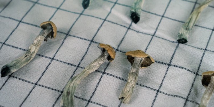 A Guide to Drying Magic Truffles and Magic Mushrooms Using an Air Fryer