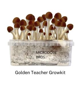 Image of Golden Teacher Mushroom Grow Kit from Microdose Bros