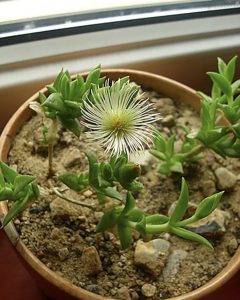 Kanna plant (Sceletium tortuosum), succulent with white and yellow flowers, South Africa and Namibia