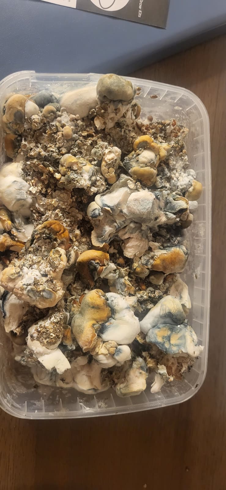 Customer-grown Marshmallow Magic Mushrooms from the Microdose Bros grow kit, showing thick white and golden mushrooms with natural blue bruising in the cultivation tub.