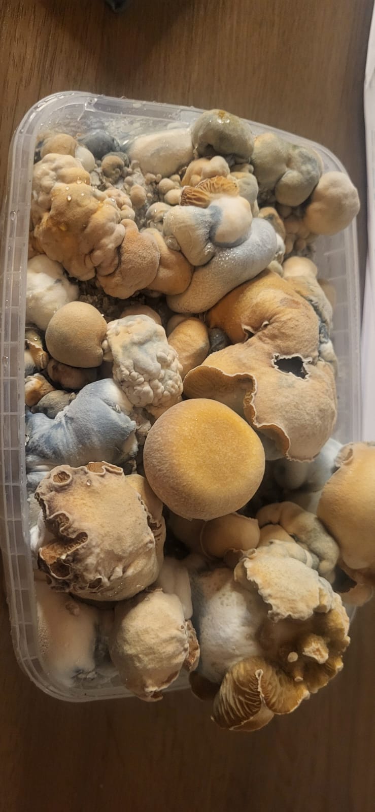 Customer harvest of Marshmallow Magic Mushrooms in the grow tub, showing thick golden and white mushrooms with natural blue bruising – Microdose Bros