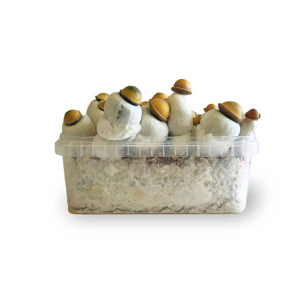 Marshmallow Shrooms Growkit