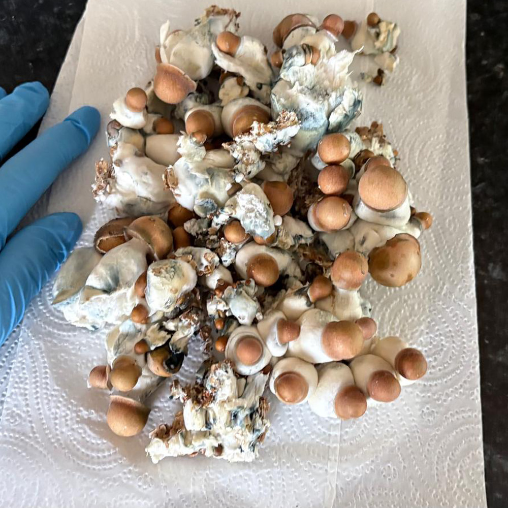 Marshmallow Magic Mushroom Growkit – Fruiting Stage