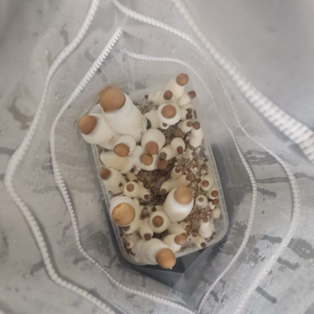marshmallow magic mushrooms growing in 1200cc microdose bros grow kit during first flush with thick white stems and golden caps