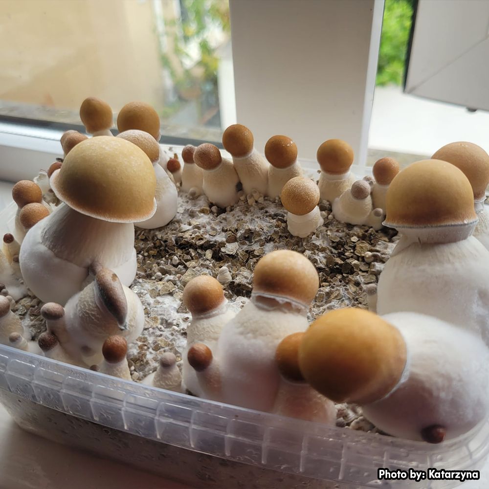 Marshmallow Shrooms Grow Kit producing thick-stemmed magic mushrooms during an early fruiting stage