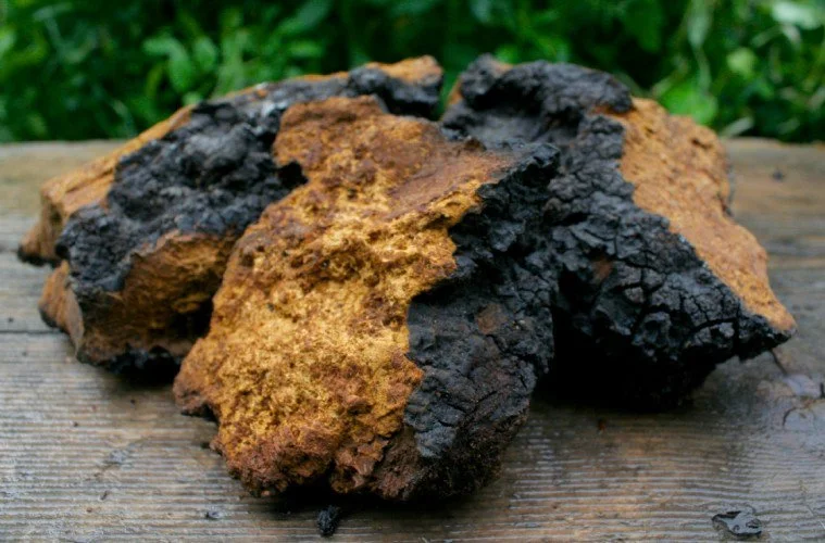 The Benefits of Chaga & How to Use It