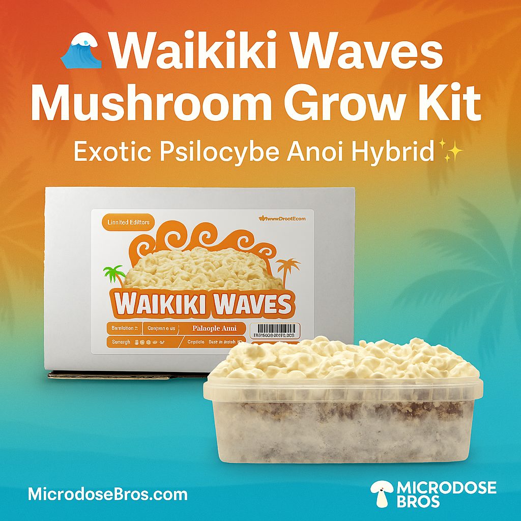Waikiki Waves Mushroom Grow Kit 🌊 – Exotic Psilocybe Anoi Hybrid with tropical visuals and 300–400g yield