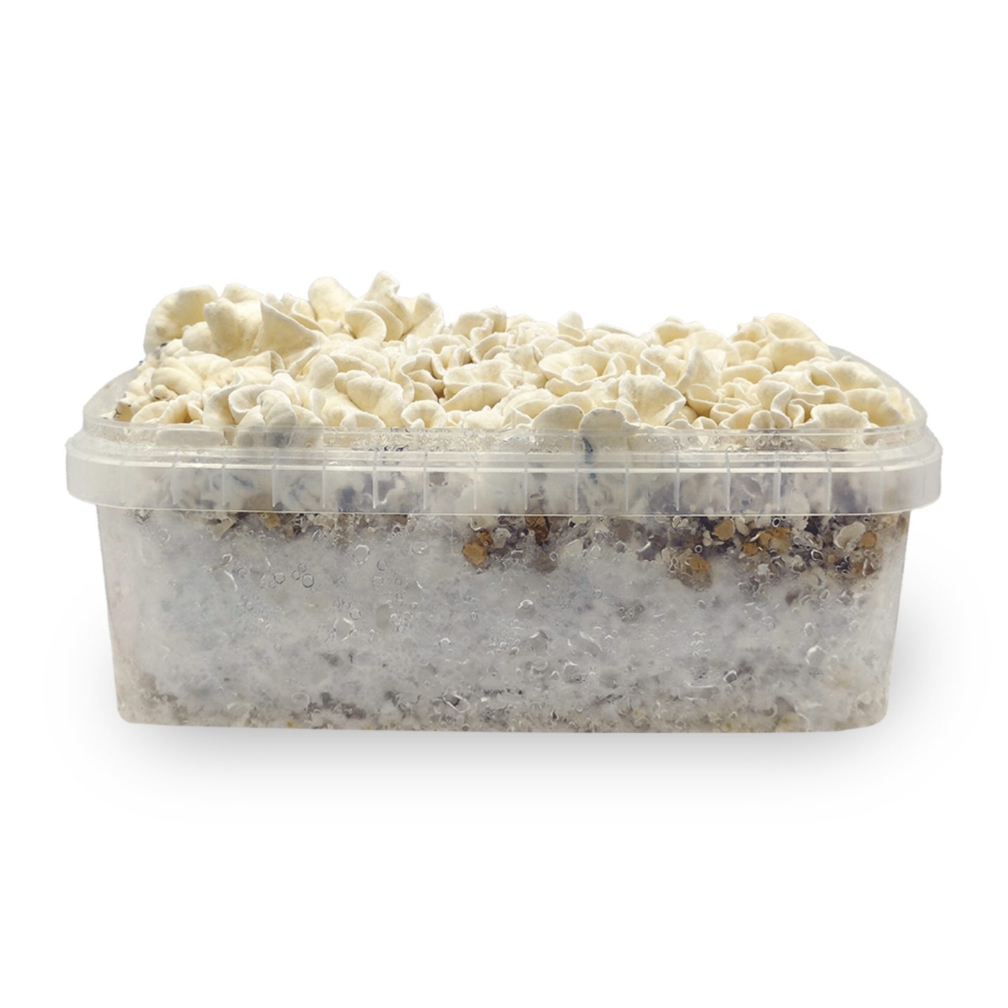 Waikiki Waves Magic Mushroom Grow Kit substrate – Psilocybe Anoi hybrid in early growth stage