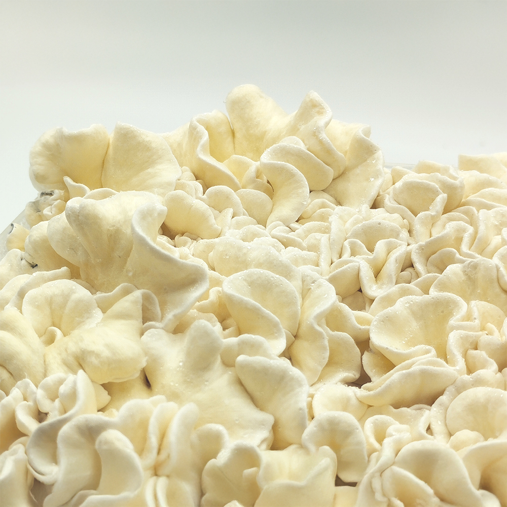 Close-up of Waikiki Waves Magic Mushroom Grow Kit – Psilocybe Anoi hybrid with coral-like clusters