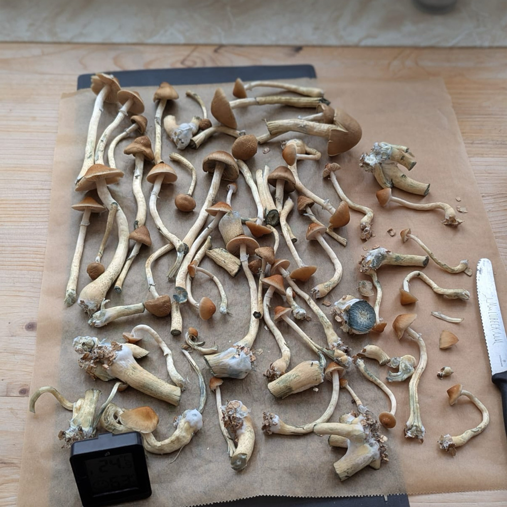 Mazatapec Magic Mushroom Grow Kit 1200 CC with mushrooms developing inside a humidity bag.