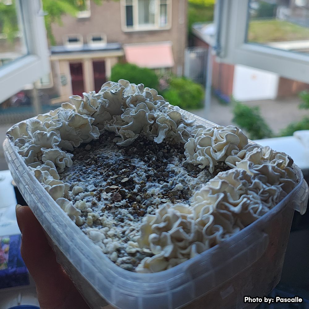 Waikiki Waves mushroom grow kit featuring exotic Psilocybe Anoi hybrid mushrooms with unique coral-like white formations at Microdose Bros.
