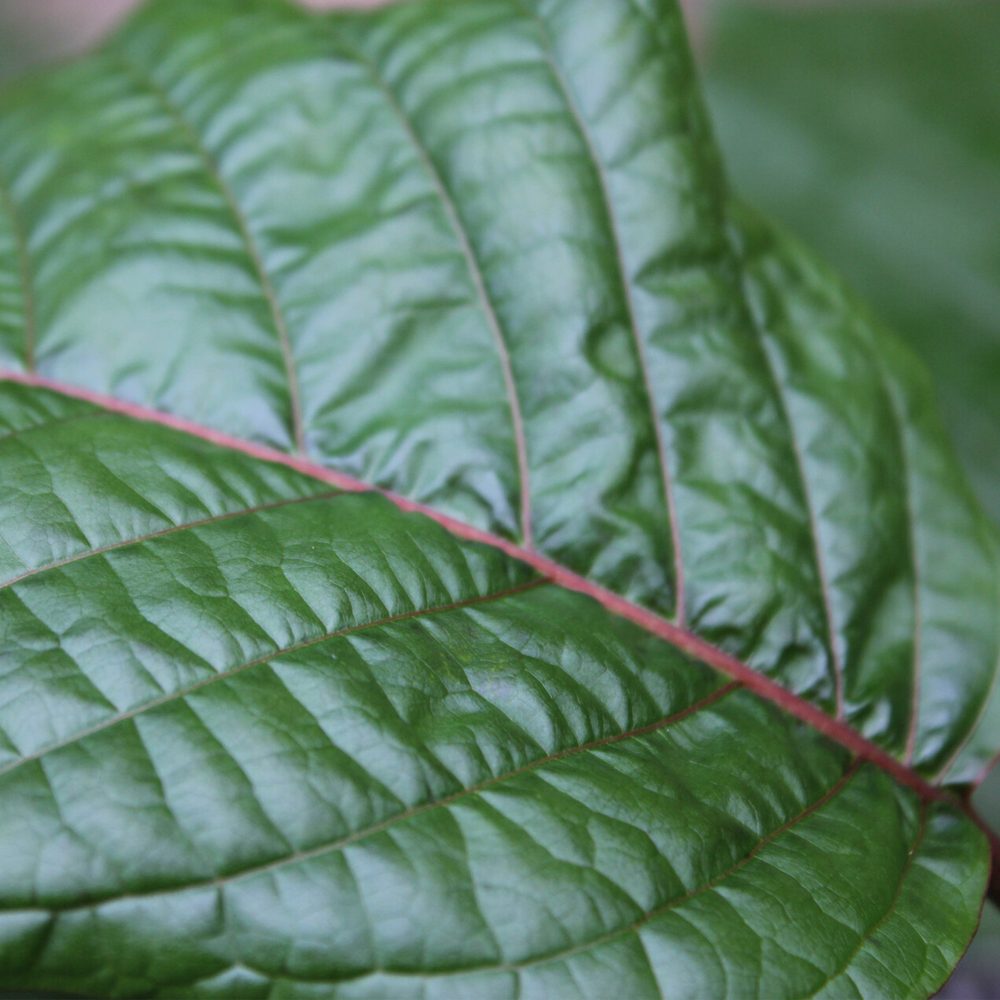 Close-up of red vein kratom leaf showing natural vein structure of the Mitragyna speciosa plant