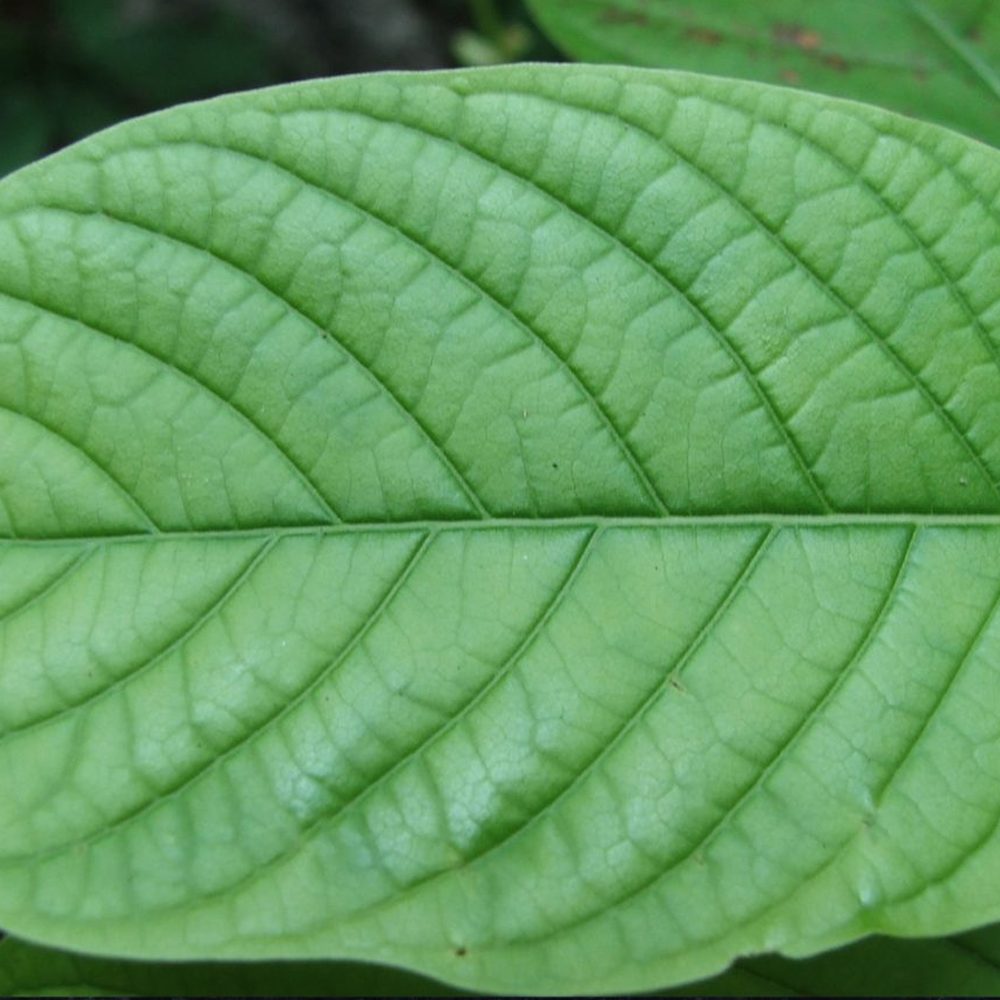 Green vein kratom leaf from West Kalimantan Indonesia used for Green Maeng Da Kratom