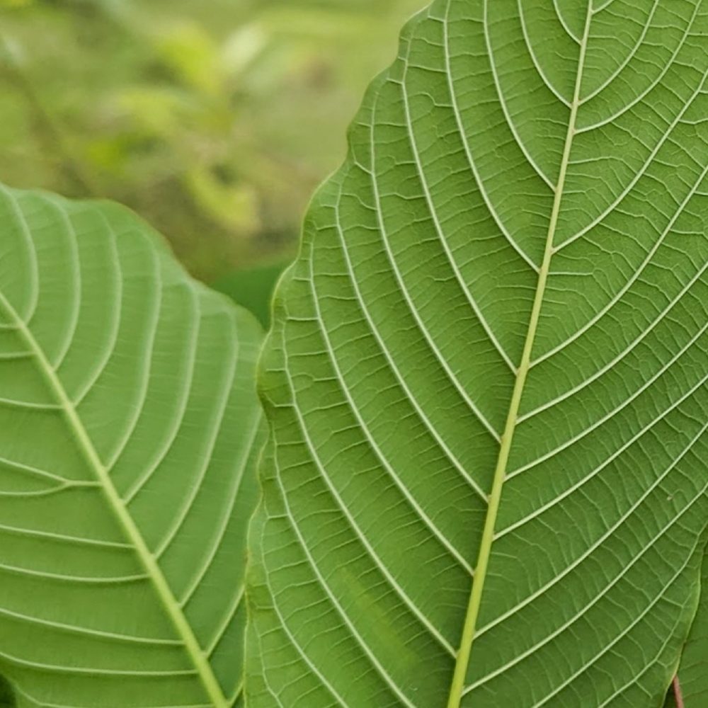 White vein kratom leaf Mitragyna speciosa from Indonesia close up botanical detail