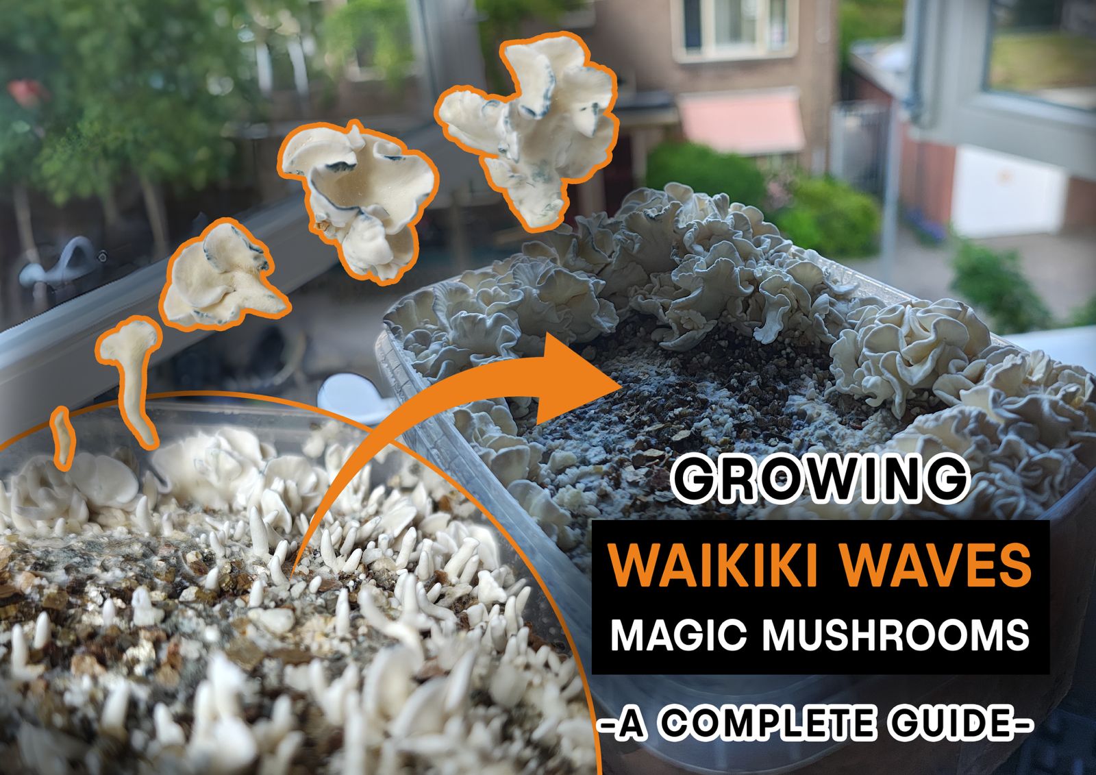 Growing Waikiki Waves Magic Mushrooms: A Complete Guide
