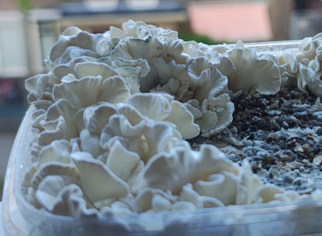 Close-up of Waikiki Waves coral-shaped Psilocybe Anoi mushrooms growing in a magic mushroom grow kit