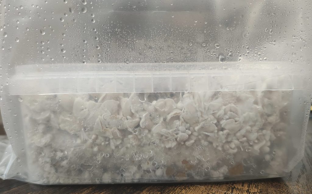 Mature Waikiki Waves mushrooms growing inside a humidity bag nearing harvest time
