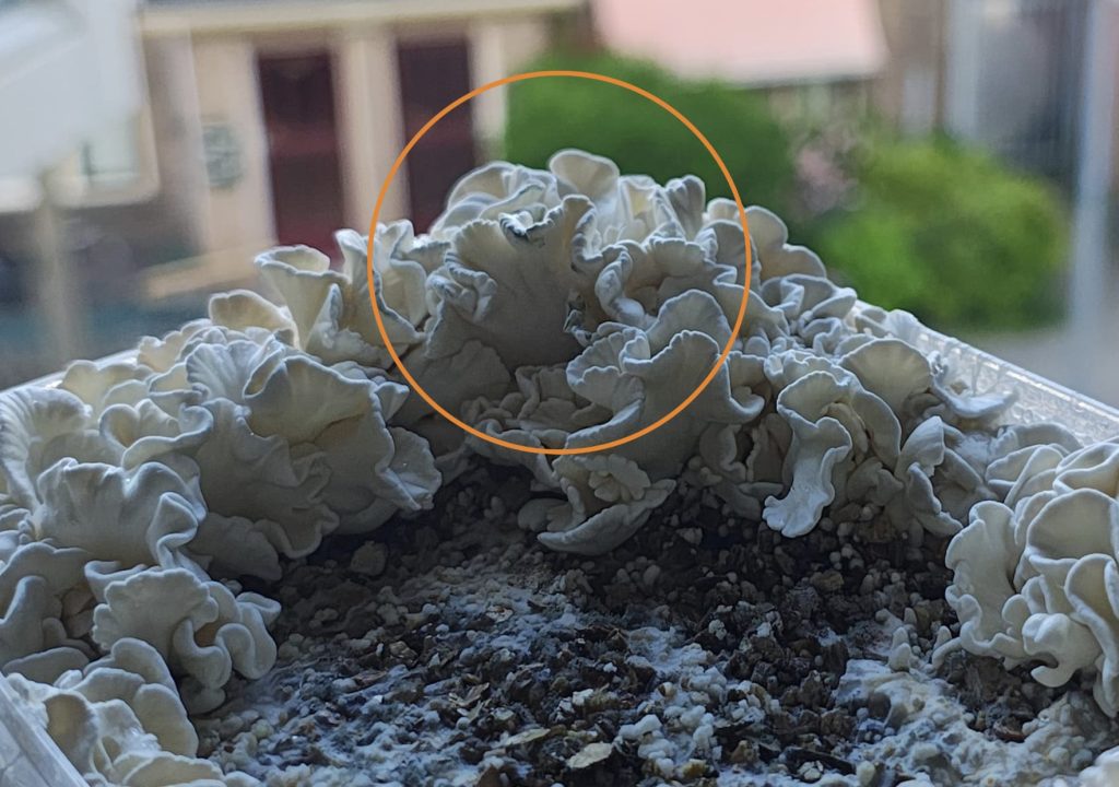 Waikiki Waves coral-shaped mushrooms growing along the sides of a mushroom grow kit container