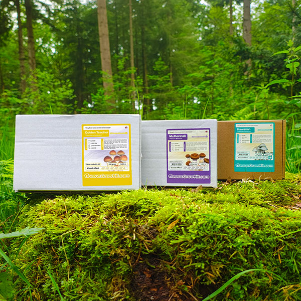 Magic Mushroom Grow Kits