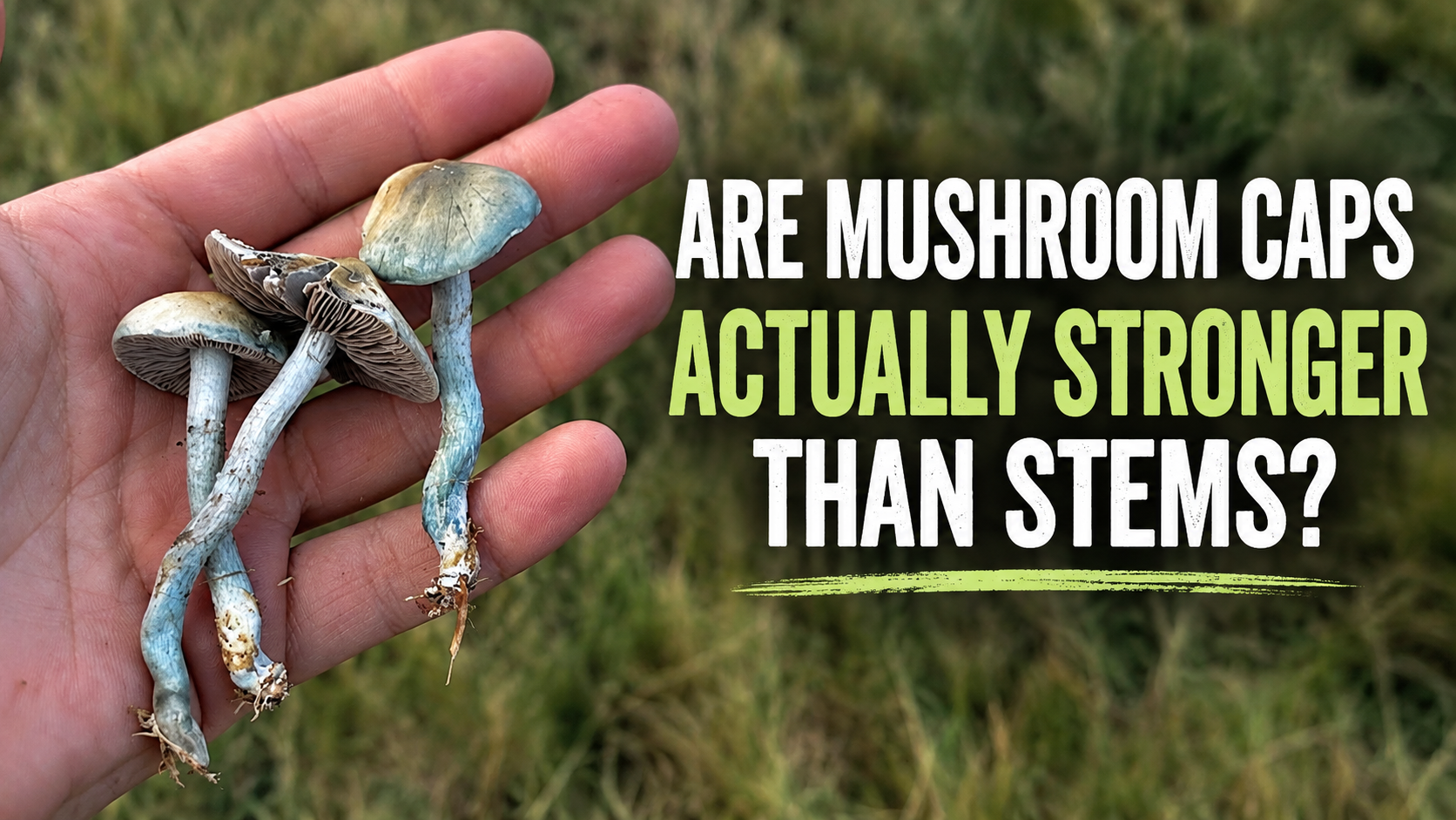 Are Mushroom Caps Actually Stronger Than Stems?
